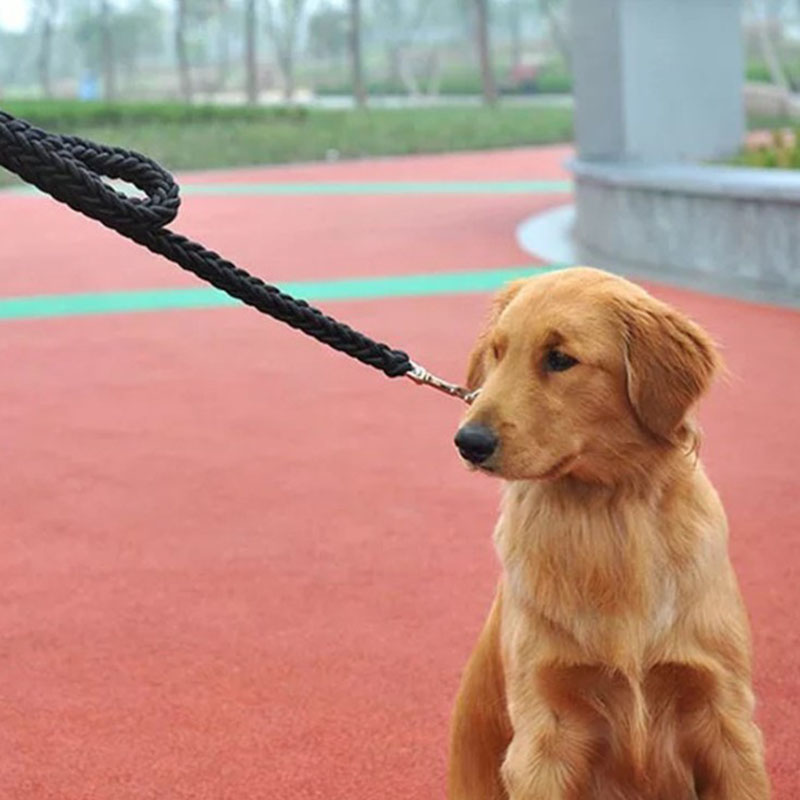 Eight-strand braided golden retriever Alaska dog walking dog leash