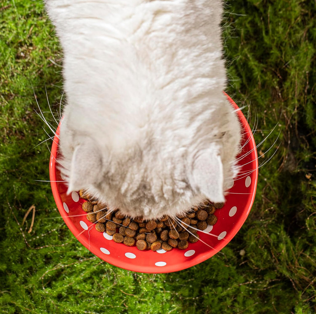 Mushroom Raised Cat Bowl With Cute Polka Dot Design And Safe Ceramic Material For Small Pets
